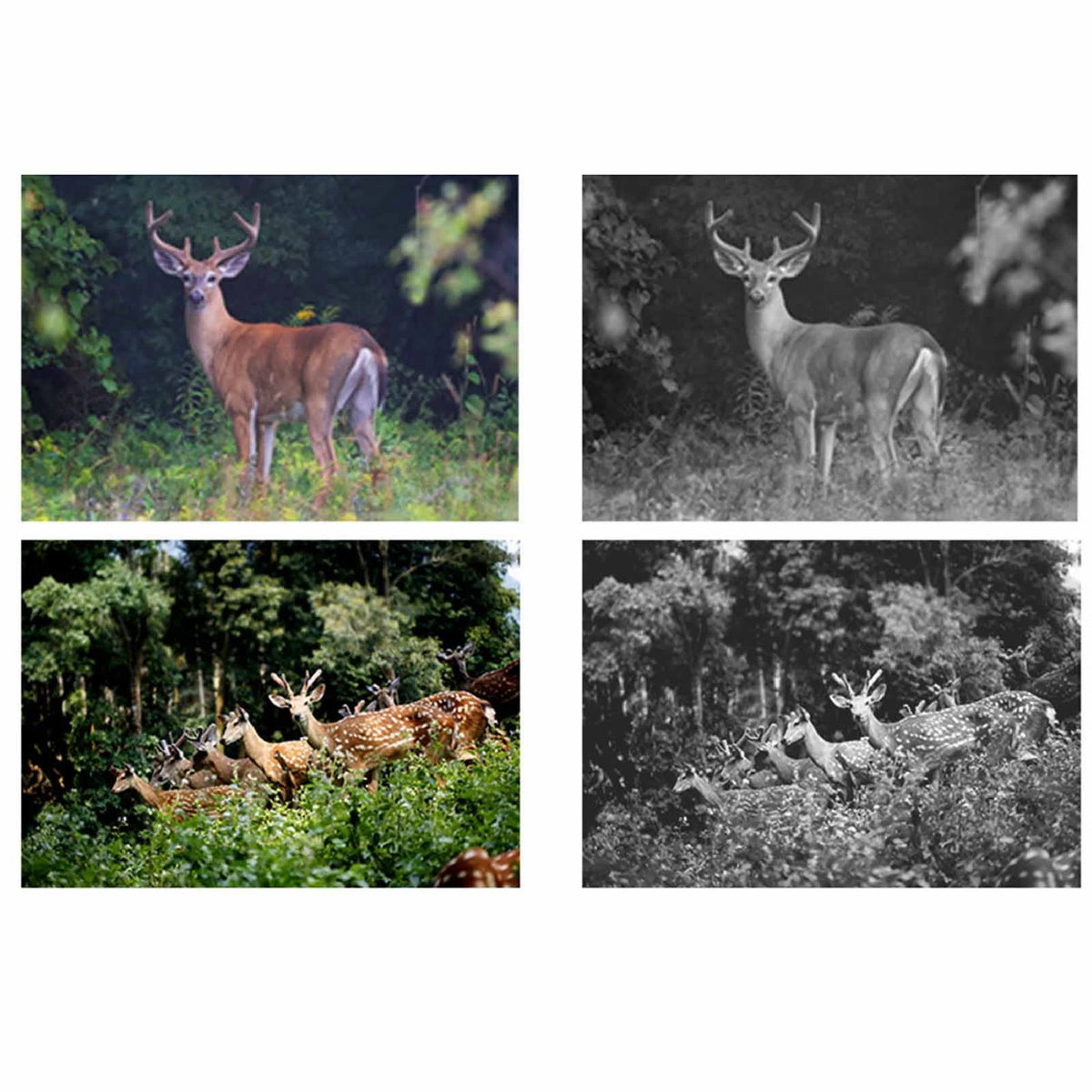 ZK40 Infrared Night Vision Camera 2.0in TFT HD Display 1920x1080P IP66 Waterproof Wildlife Trail Camera for Outdoor