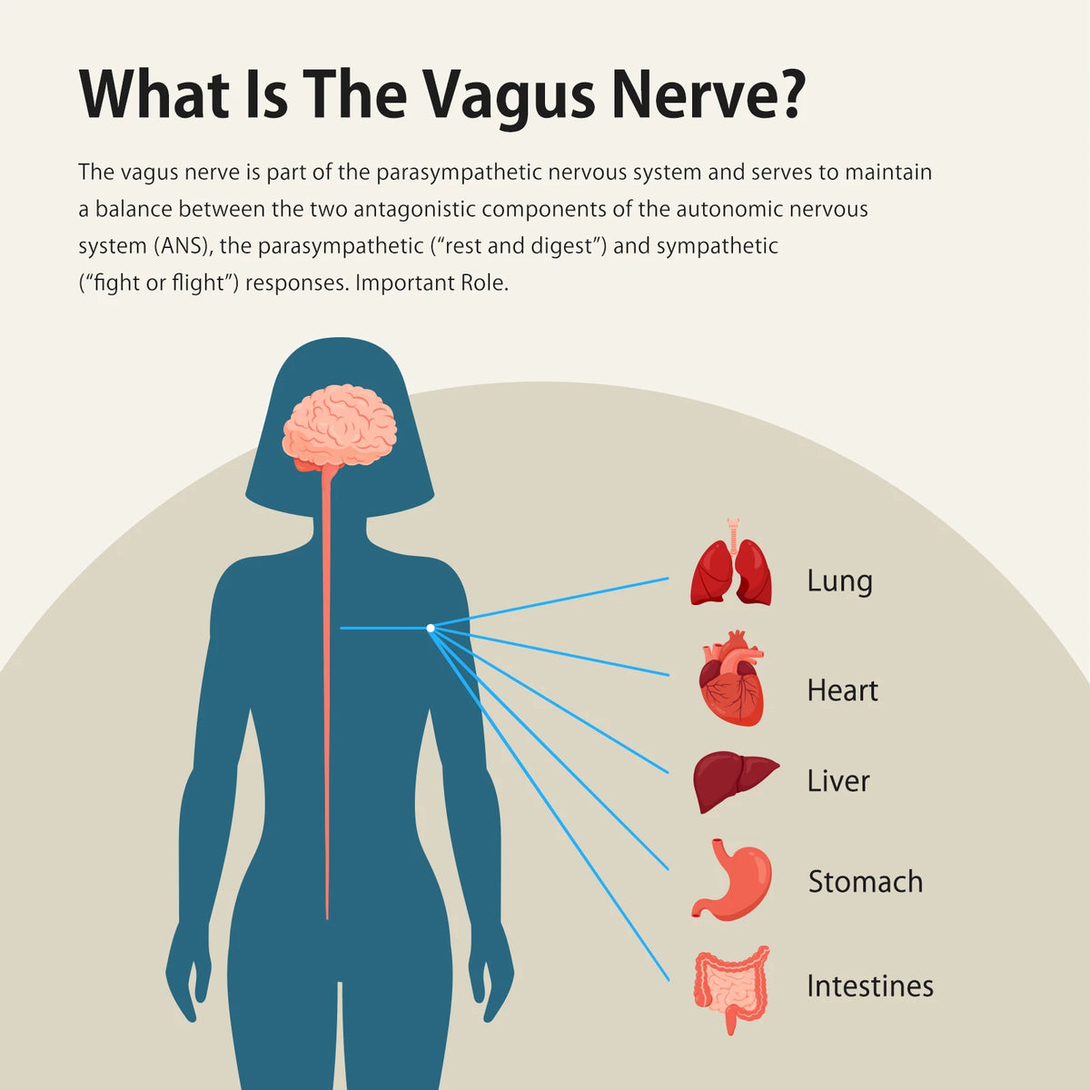 ZENO WELL Vagus Nerve Stimulator For Deep Sleep And Anxiety Relief
